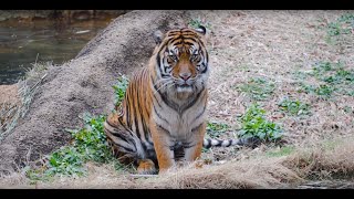 Memphis Zoo Introduces Two New Tigers