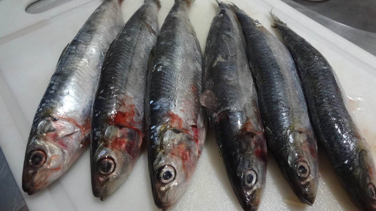 SARDINHA SEM ESPINHA SÓ FILE # PARTE 1