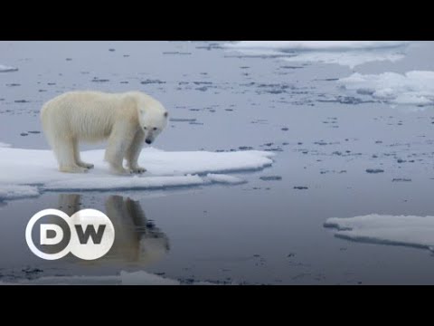 Diretores de A Ursa Polar” estão desenvolvendo filme na Amazônia - Vídeo  Dailymotion