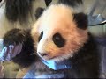 Farewell Panda, Tai Shan Leaves for China