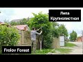 Липа крупнолистная.🌳 Стрижка шар.