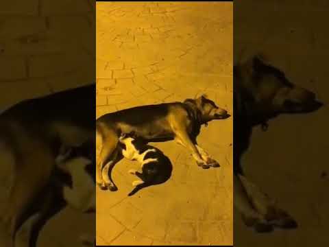 Sokak köpeğinden Annelik Dersi