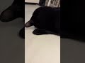 The Deepest Bow Sleeping Style　美しいごめん寝　#cat　#catlover　#shorts　#猫のいる暮らし