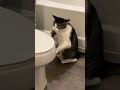 Коты - Смешная подборка