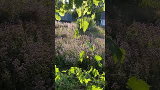 Формировка винограда #белгородская #виноградник #посадкавинограда #формировка #обрезкавинограда