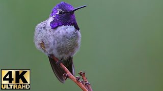 Colorful birds Flutter Around to Classical Piano Music