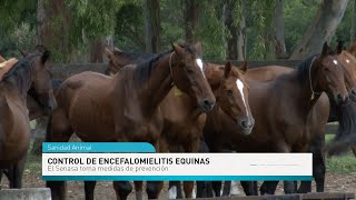 Control de las encefalomielitis equinas: Senasa evita la dispersión del virus