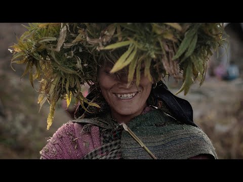 靠種植大麻維生的喜馬拉雅村莊《國家地理》雜誌