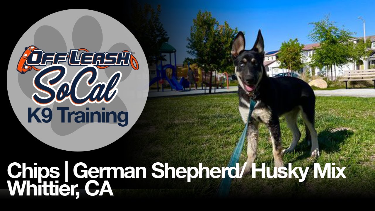 Chips | German Shepherd/ Husky Mix| Whittier, CA