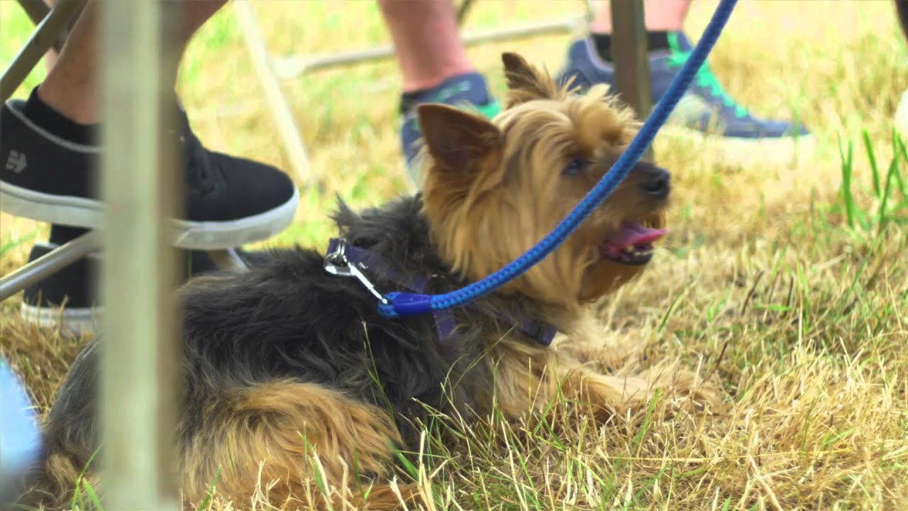 Dogs Trust Salisbury Fun Day 2015 YouTube