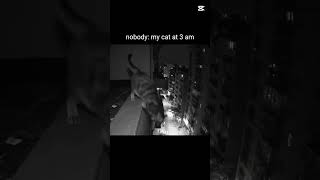 Pov: Mi Gato Ah Las 3 Am Resimi