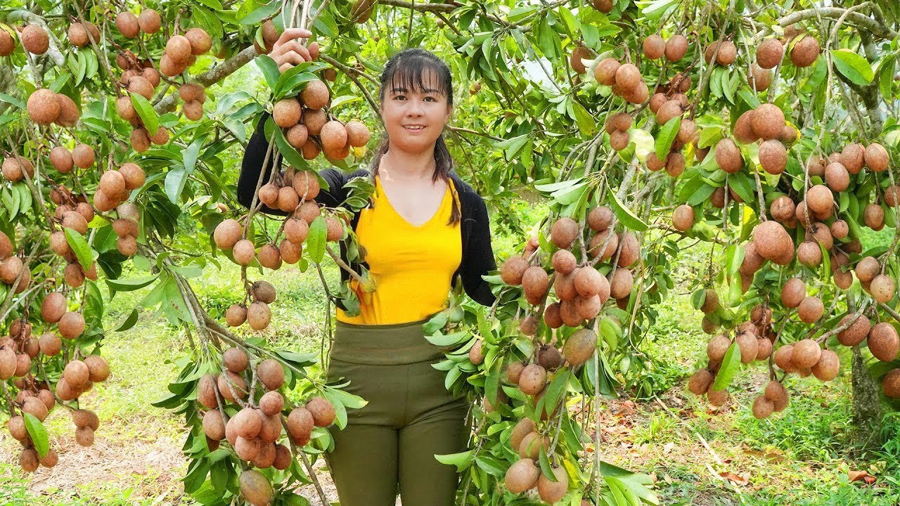 Harvesting Sapodilla Fruit Goes To Market Sell - Grow spinach | Tiểu Vân Daily Life