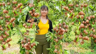 Harvesting Sapodilla Fruit Goes To Market Sell - Grow spinach | Tiểu Vân Daily Life