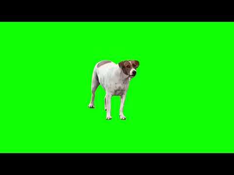 Huh dog meme green screen