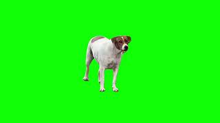 Huh dog meme green screen