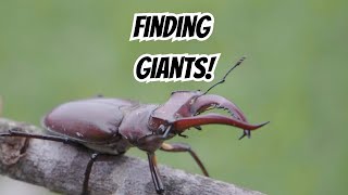Finding Giant Stag Beetles- 5 Random Facts! #stagbeetle #insects_of_our_world  🪲😀