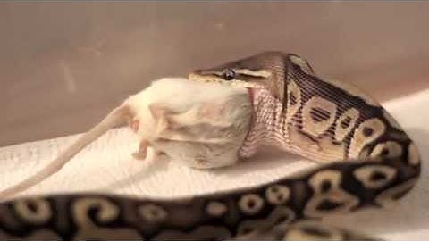 Royal Python eats a mouse