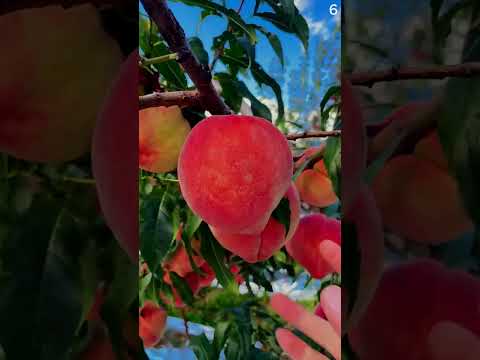 Panen buah peach yang sangat memuaskan dengan hasil yang melimpah #shorts