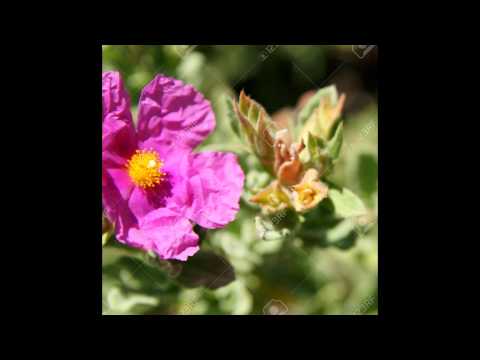 ЛАДАННИК (CISTUS) сем. Цистусовые