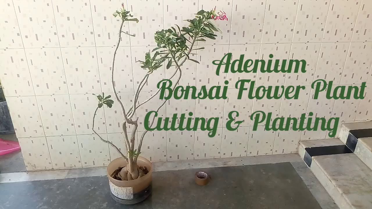 Bonsai Adenium Flower Plant (5 years old) Cutting & Planting in Tamil