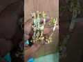 viral kashmiri bangles #adbangles #beautifulbanglesdesigns #weddingaccessories #bangles #stylish