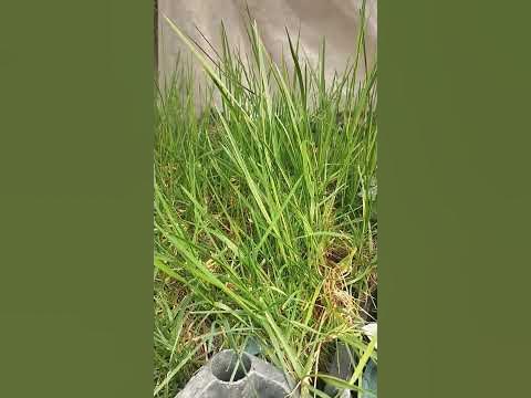 Агростис или "ампельный бамбук" в феврале. Прост и не прихотлив. - YouTube