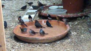 Bath time in the aviary (inner) flight