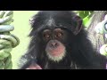 カズミと6か月のヨツバ ちゃん 78 Kazumi & baby Yotsuba 6 month  Chimpanzees