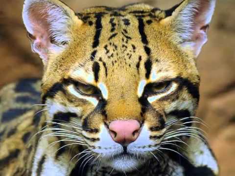 Inilah Kucing  Hutan Mirip Harimau  YouTube