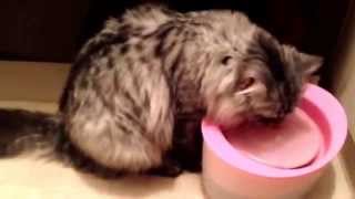 【ねこ】　ピュアクリスタルで水をのむねこ　A cat and pure crystal
