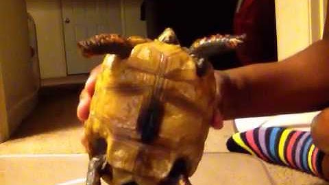 Redfoot Tortoise "shell rot"