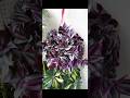 WOW!#Tradescantia#Cascading