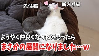 先住猫と新入り猫が仲良くなったのかと思ったらまさかの展開になりました