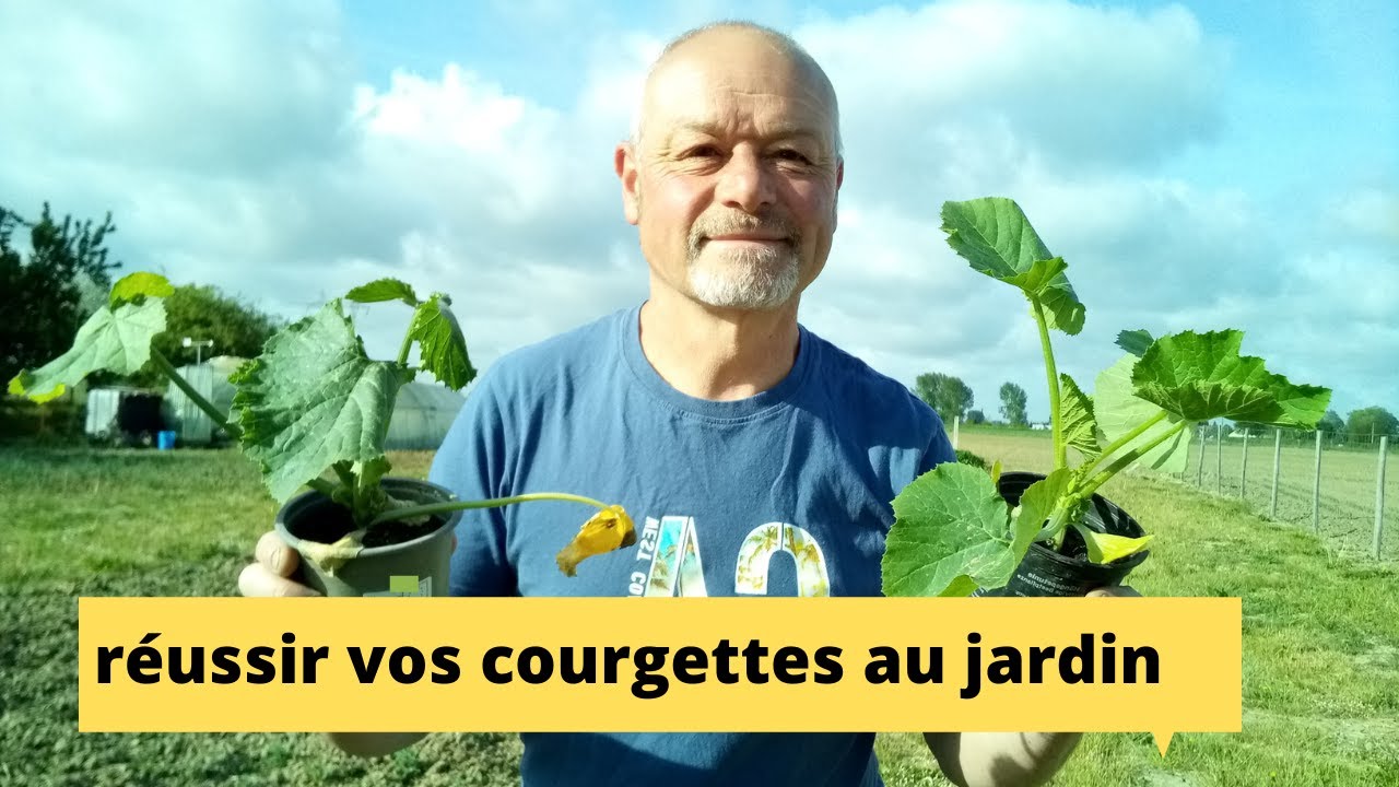 Réussir la culture de la courgette how to grow zucchini in the ...