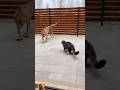 NEVER mess with a Protective House Cat! #cat