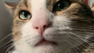 Slice Of Meow Cat Vlog