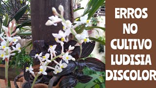 LUDISIA DISCOLOR! ORQUÍDEA/PIPOCA/JÓIA! COMO CULTIVAR! - thptnganamst.edu.vn