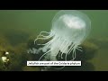 view Jellyfish vs. Jellies: What&apos;s The Difference? digital asset number 1