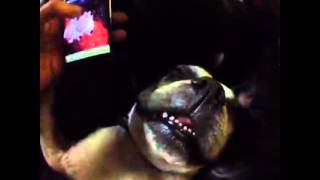 How To wake up your dog