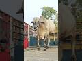 Sapi putih turun truk