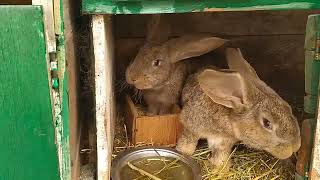 Кролики Фландр | Крольчата восстанавливаются | Пополнение у Белой самка | Железистая подвела |Обзор