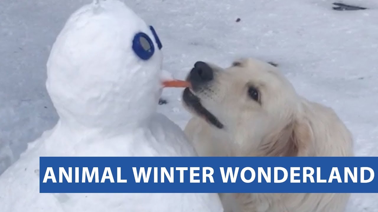 video phone beyonce mp3 Animal Winter Wonderland