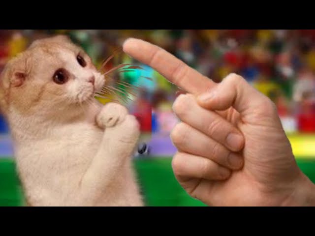 Flocosenii compilation faze comice cu pisici amuzante doza de ras Ep 45 -  YouTube