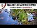 🌿 Buscando PLANTAS ACUÁTICAS para el ESTANQUE | Descubrimientos en FAMILIA