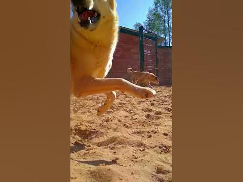 Как снять собак на выгуле, если руки заняты?😄 - YouTube