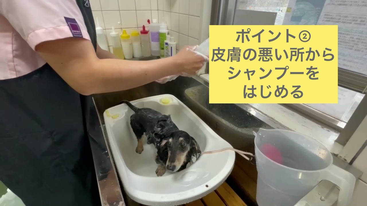 【獣医師監修】薬用シャンプーのやり方【犬猫】（スイミー動物病院）