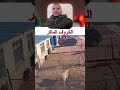 "وداعاً للنطح التقليدي.. هذا الخروف يطبق استراتيجية الخداع!"😂😂