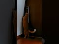 つっかえ棒を外してドアを開ける猫#Shorts