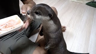 It's important to eat a balanced diet! Practice eating shrimp sashimi! [Otter life Day 310]