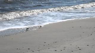 Terns on Broadkill Beach, DE (Some nice wave sounds)